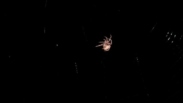 A macro view of a spider silently weaving or building its web in the dark night