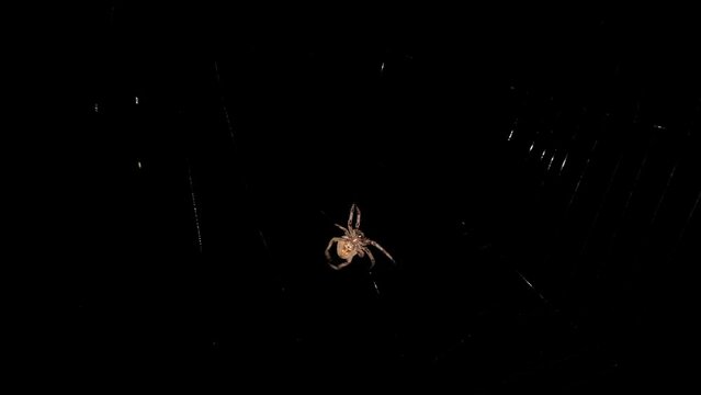 A macro view of a spider silently weaving or building its web in the dark night
