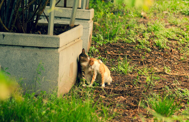 the cat causes a lot of sadness to mankind, endless love
Close-up of hand stroking cat...