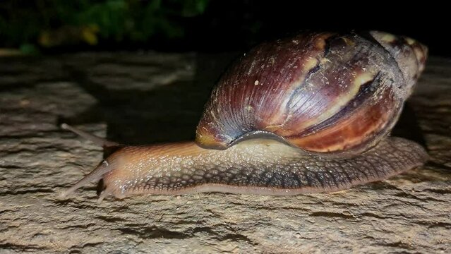 Closeup of a large snail with a big shell or a giant African snail crawling at night