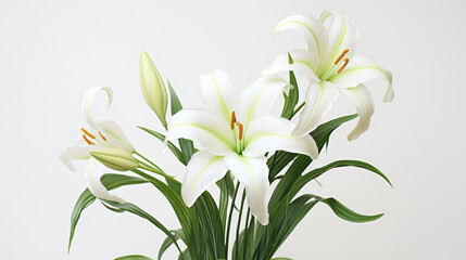 Fototapeta na wymiar Easter lily flowers