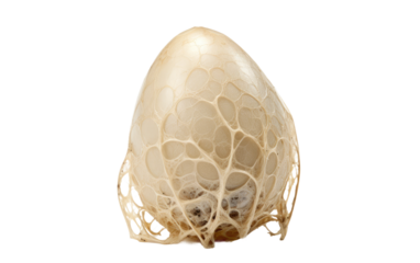 spider egg sac on a White or Clear Surface PNG Transparent Background
