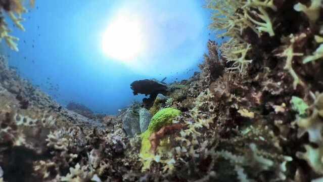 octopus trying to open my insta 360 x3in raja ampat indonesia