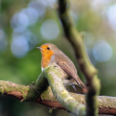 robin perched on a branch