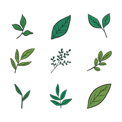 vector of Green leaves,leaf cartoon, leaf doodle white, elements summer