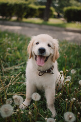 A golden retriever puppy plays with a stick in the summer on the green grass in the park. Active recreation, playing with dogs. A family dog. Shelters and pet stores