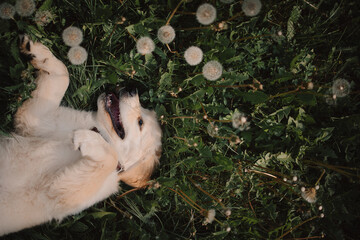 A golden retriever puppy plays with a stick in the summer on the green grass in the park. Active...