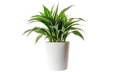 Spider plant potted in trash can on a White or Clear Surface PNG Transparent Background