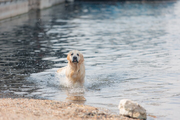 A funny golden retriever puppy swims in the water in summer. Active recreation, playing with dogs....