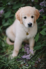 A funny golden retriever puppy sits in the spring against the background of lilac bushes. Active recreation, playing with dogs. A family dog. Shelters and pet stores