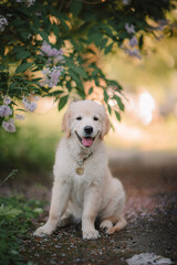 A funny golden retriever puppy sits in the spring against the background of lilac bushes. Active recreation, playing with dogs. A family dog. Shelters and pet stores