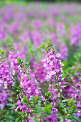  originates from France and is one of the most loved flowers worldwide.Lavender has become a symbol of serenity, sophistication and romance