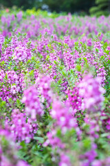  originates from France and is one of the most loved flowers worldwide.Lavender has become a symbol of serenity, sophistication and romance