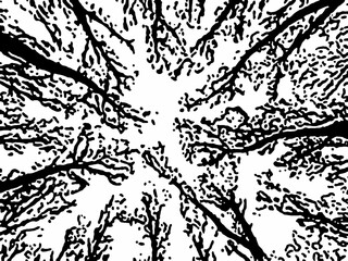 tree branches silhouette on white background