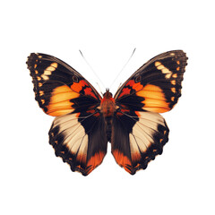 Fototapeta premium A stunning closeup of a vibrant orange and black butterfly