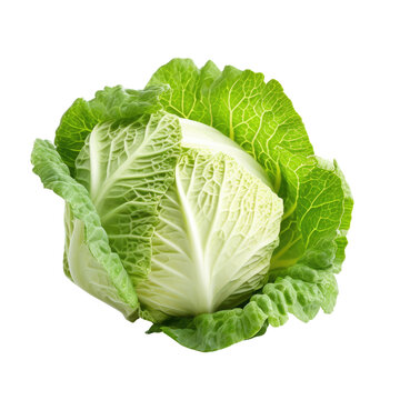Cabbage on transparent background