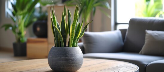 Sansevieria trifasciata Prain in gray ceramic pot displayed on wooden table in living room.