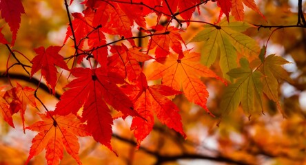 autumn leaves background, red maple leaves background
