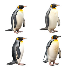 Fototapeta premium Collection of penguin from different angles on transparent background