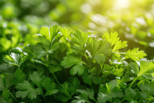 Close-Up of Vibrant Green Leaves in Nature