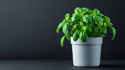 A Potted Basil Plant on a Table