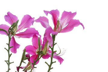 A group of pink  Bauhinia flower blossom on white isolated background with copy space 