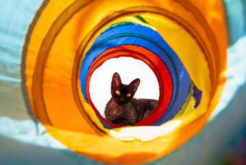View taken through a colorful cat play tunnel where a Sphinx cat rests staring through it at the camera with raised ears and attentive eyes