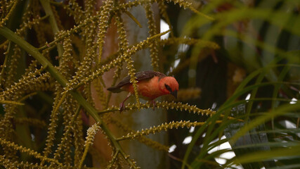 Reunion Island Bird Red Foodie Foudia madagascariensis on branches with palm flowers