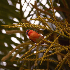 Reunion Island Bird Red Foodie Foudia madagascariensis on branches with palm flowers