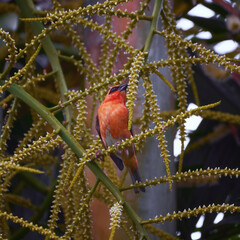 Fototapeta na wymiar Reunion Island Bird Red Foodie Foudia madagascariensis on branches with palm flowers