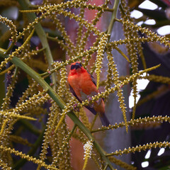 Reunion Island Bird Red Foodie Foudia madagascariensis on branches with palm flowers