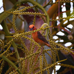 Reunion Island Bird Red Foodie Foudia madagascariensis on branches with palm flowers