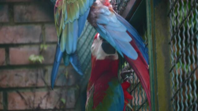 Red and green parrots play with each other in zoo cage