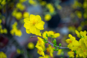 bright yellow ochna integerrima flower,yellow hoa mai or ochna integerrima get bloom in the morning,Single Ochna integerrima blossom