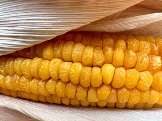 close up of corn cob