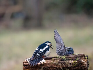 Buntspecht (Dendrocopos major)