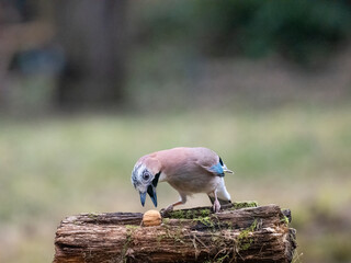 Eichelhäher (Garrulus glandarius)