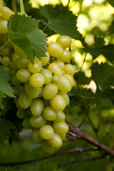 Bunch of green grapes in the garden.