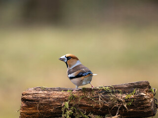 Kernbeißer (Coccothraustes coccothraustes)