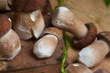Selective focus on beautyfull porcini mushroom among the pile of wild porcini mushrooms on wooden background at autumn season..