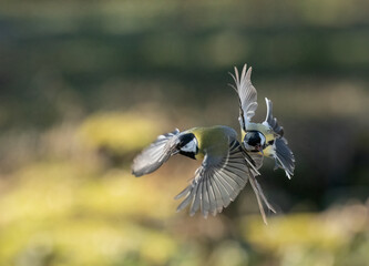 Kohlmeise (Parus major)