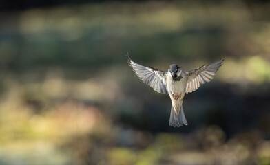 Haussperling (Passer domesticus)
