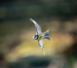 Blaumeise (Cyanistes caeruleu)