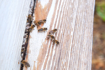 Swarming bees at the entrance of white beehive in apiary..