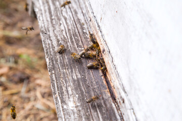 Swarming bees at the entrance of white beehive in apiary..