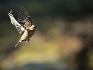 Grünfink (Chloris chloris)