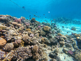 Underwater life of reef with corals and tropical fish. Coral Reef at the Red Sea, Egypt.