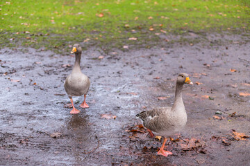 Ducks in Hyde Park