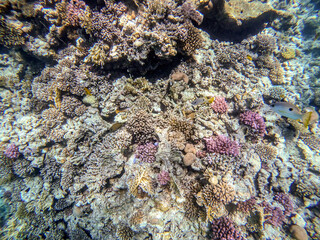 Underwater life of reef with corals and tropical fish. Coral Reef at the Red Sea, Egypt.