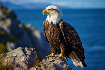 Fototapeta premium : A majestic bald eagle perched on a rocky cliff, its sharp eyes scanning the landscape below against a clear blue sky.
